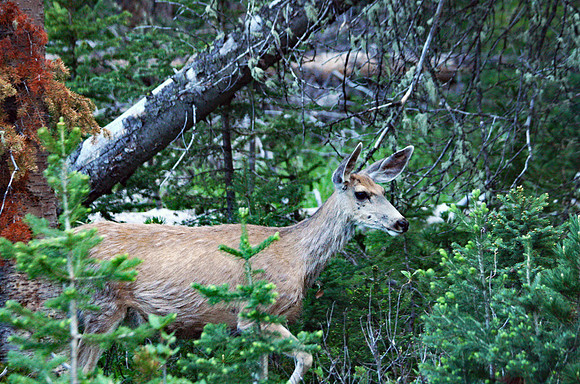 Doe - Yellowstone