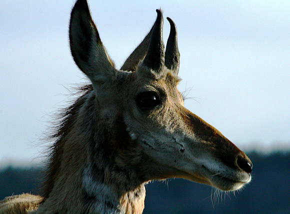 Pronghorn - Yellowstone
