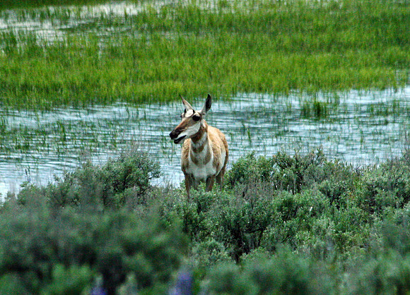 Pronghorn - Yellowstone