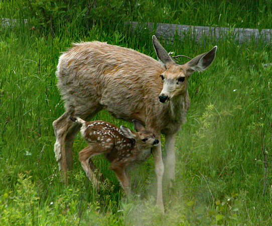 Doe and Fawn - Yellowstone