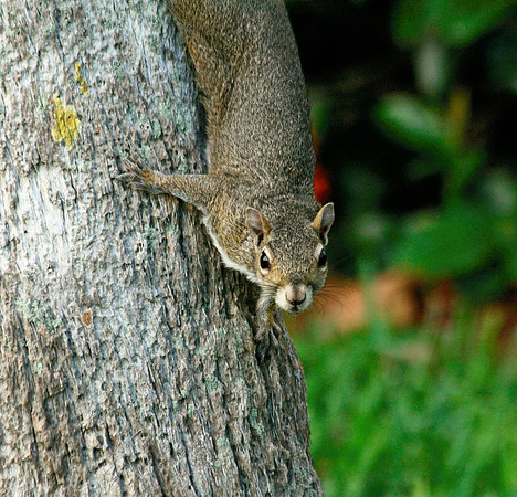Squirrel