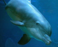 Sea Life - Dolphins, Manatees, Otters and Whales