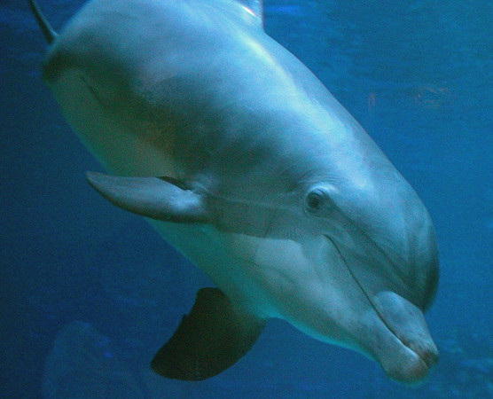 Dolphin