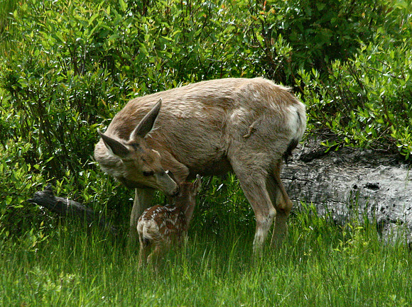 Doe and Fawn - Yellowstone