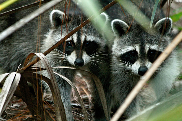 Twin Raccoons
