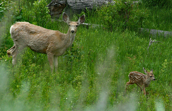 Doe and Fawn - Yellowstone