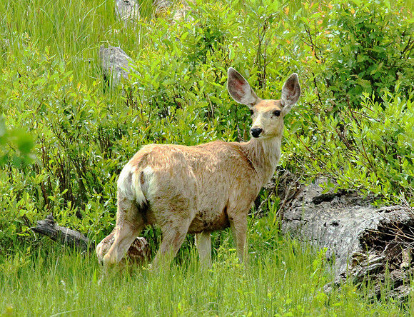 Doe and Fawn - Yellowstone