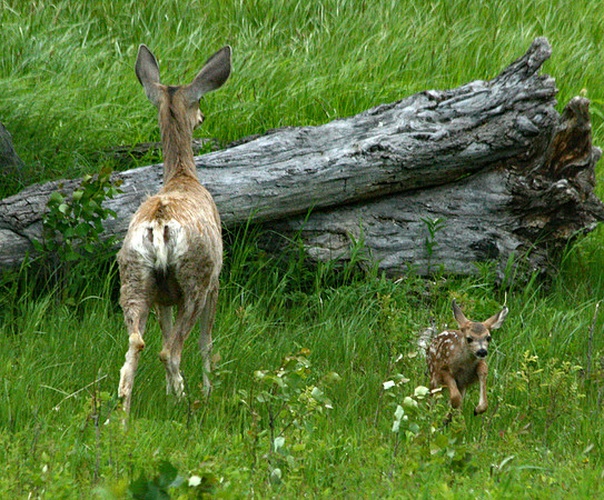 Doe and Fawn - Yellowstone