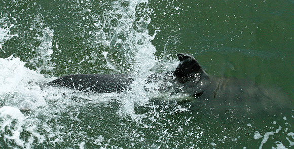 Dolphin