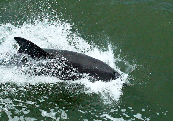 Dolphin
