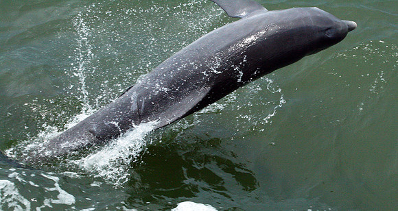 Dolphin