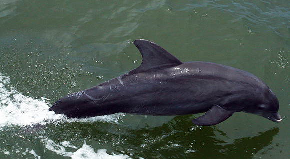 Dolphin