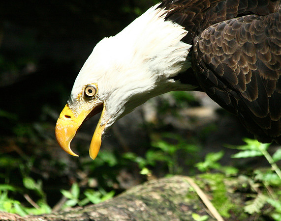 American Bald Eagle