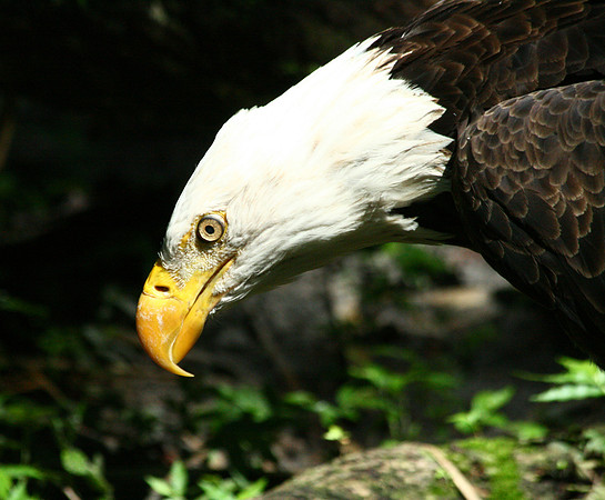 American Bald Eagle