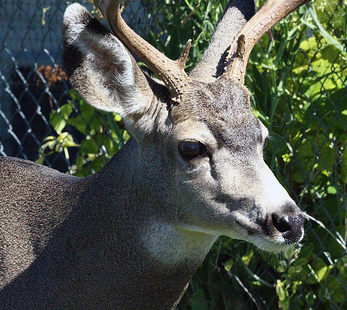 Buck - Glacier