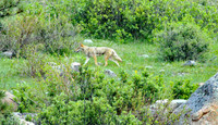 Coyotes and Wolves