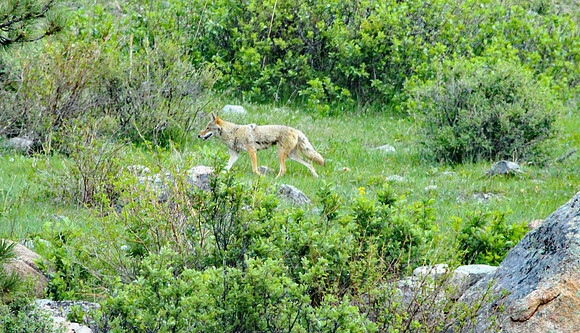 Coyote - Rocky Mountain NP