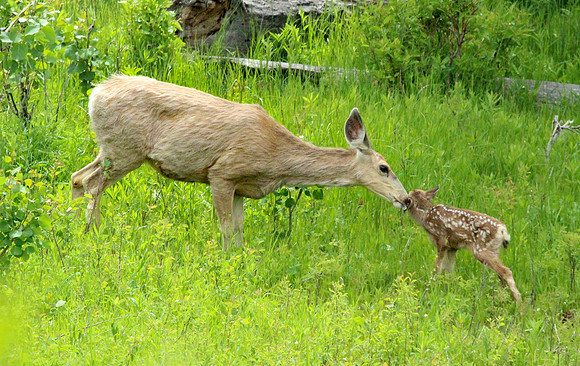 Doe and Fawn - Yellowstone