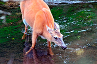 Doe - Smoky Mountains