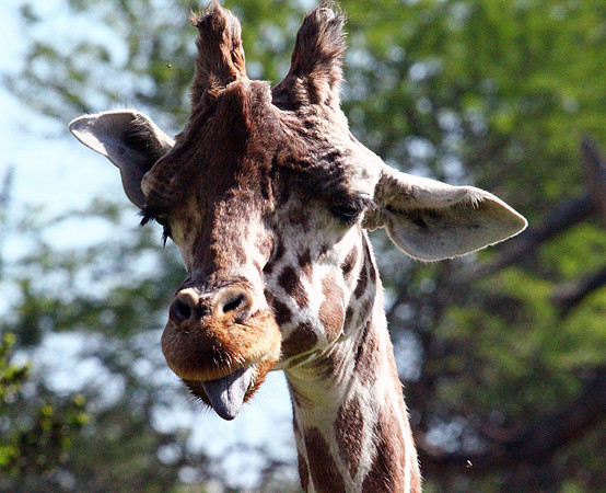 Giraffe