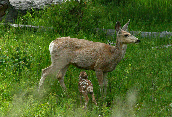 Doe and Fawn - Yellowstone