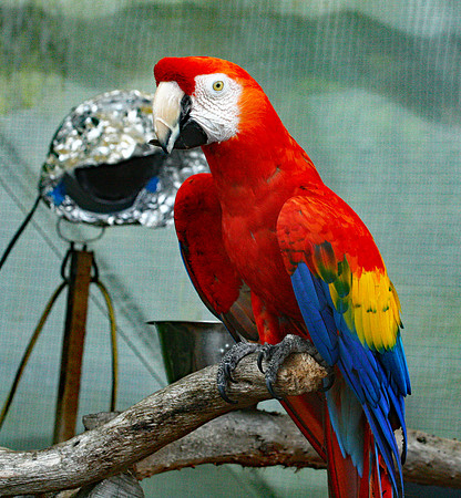 Parrot