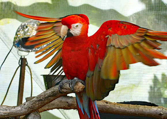 Parrot