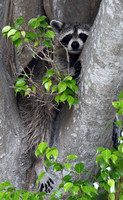 Raccoon