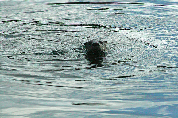 Otter