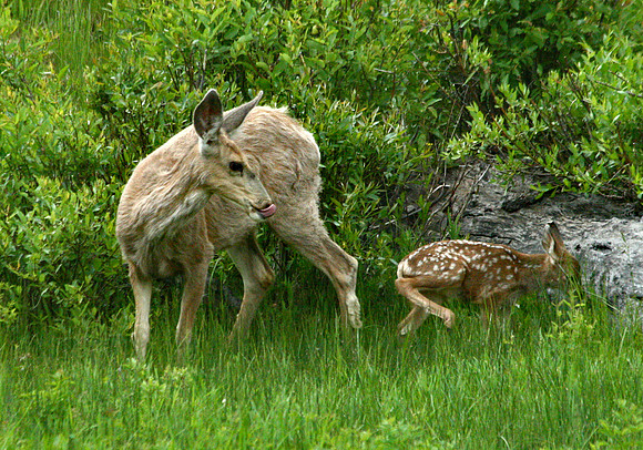 Doe and Fawn - Yellowstone