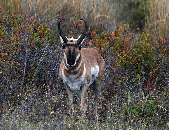 Pronghorn - National Bison Range