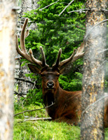 Elk