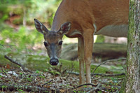 Doe - Smoky Mountains
