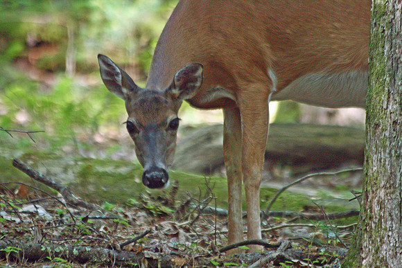 Doe - Smoky Mountains