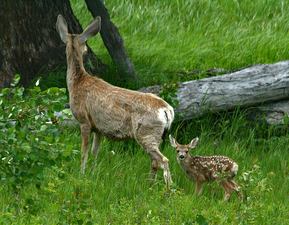 Doe and Fawn - Yellowstone