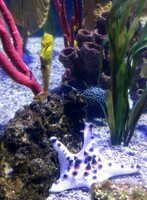 Sea Horse