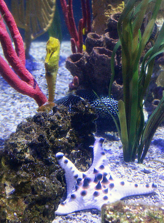 Sea Horse