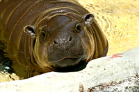 Baby Pygmy Hippo