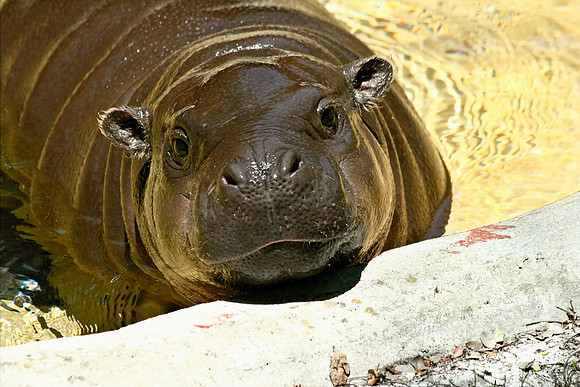 Baby Pygmy Hippo
