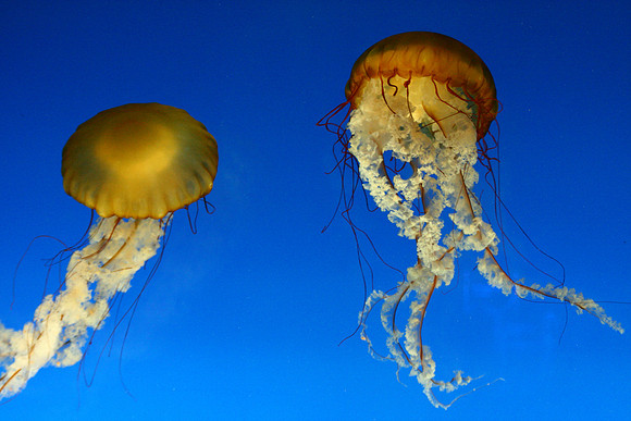 Jellies