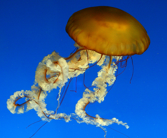 Jellies
