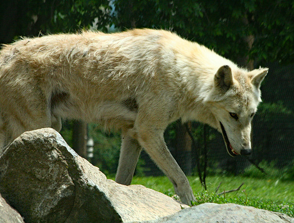 Wolf - Toledo Zoo