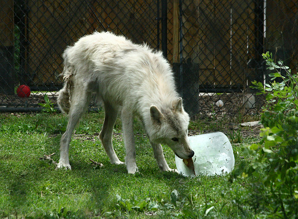 Wolf - Toledo Zoo