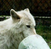 Wolf - Toledo Zoo