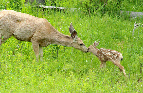 Doe and Fawn - Yellowstone