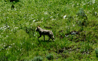 Coyote - Yellowstone