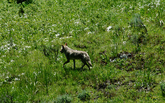 Coyote - Yellowstone
