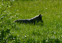 Coyote - Yellowstone