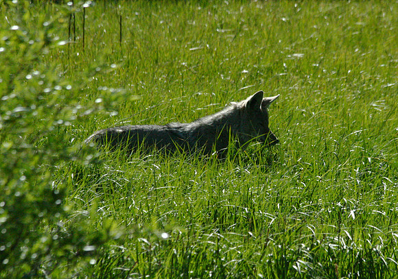 Coyote - Yellowstone