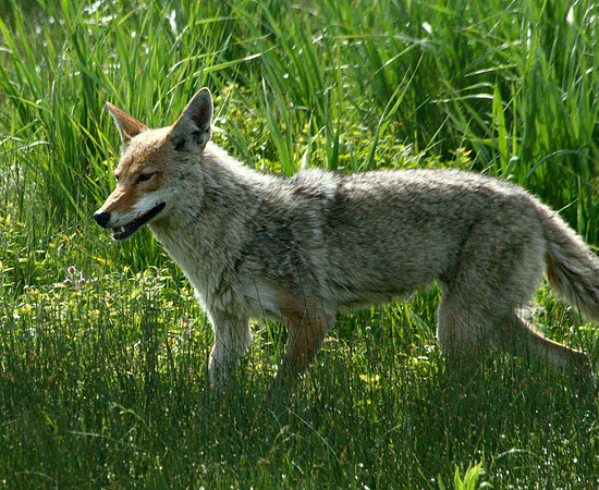Coyote - Yellowstone